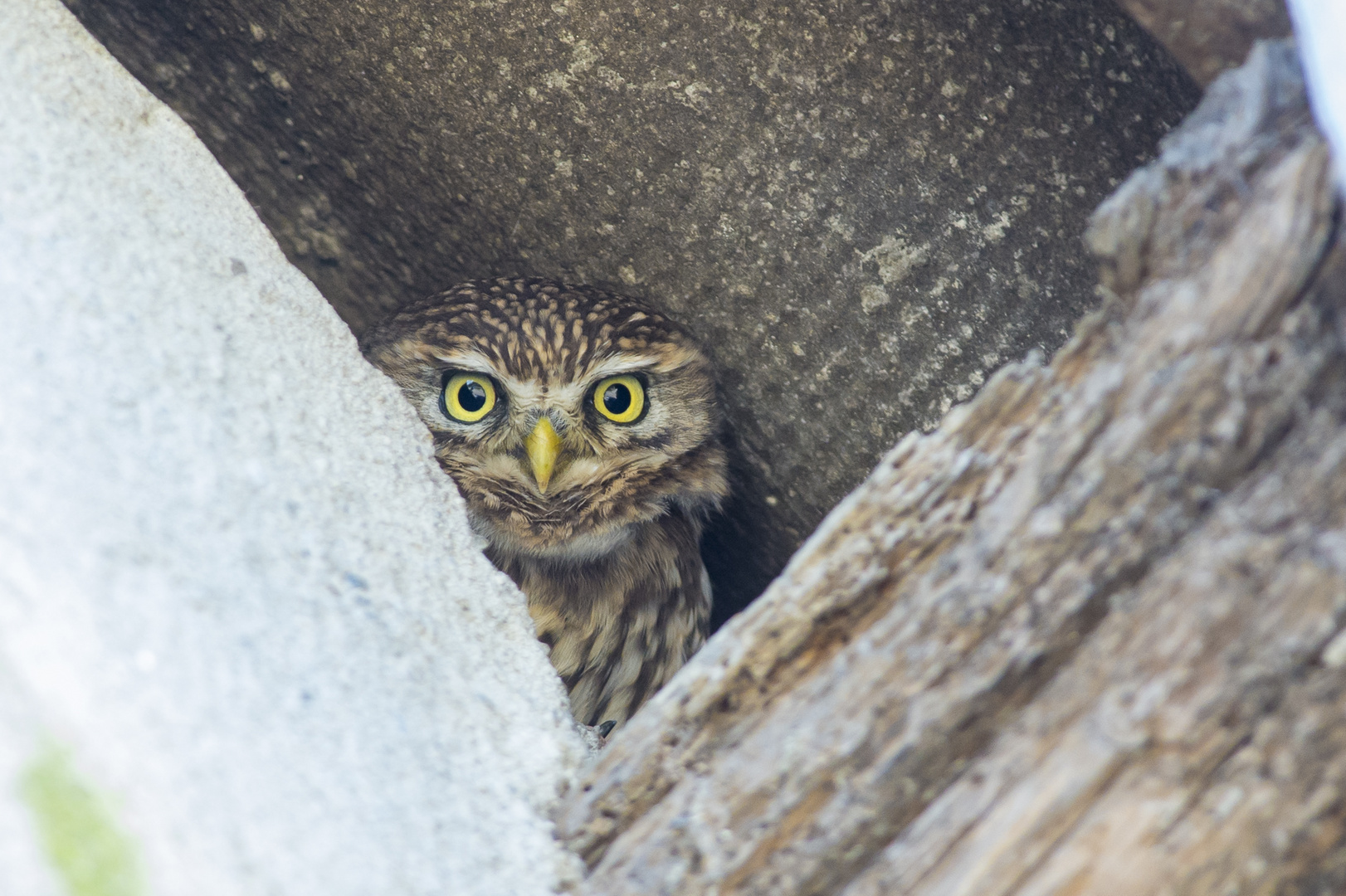 curious little owl