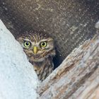curious little owl