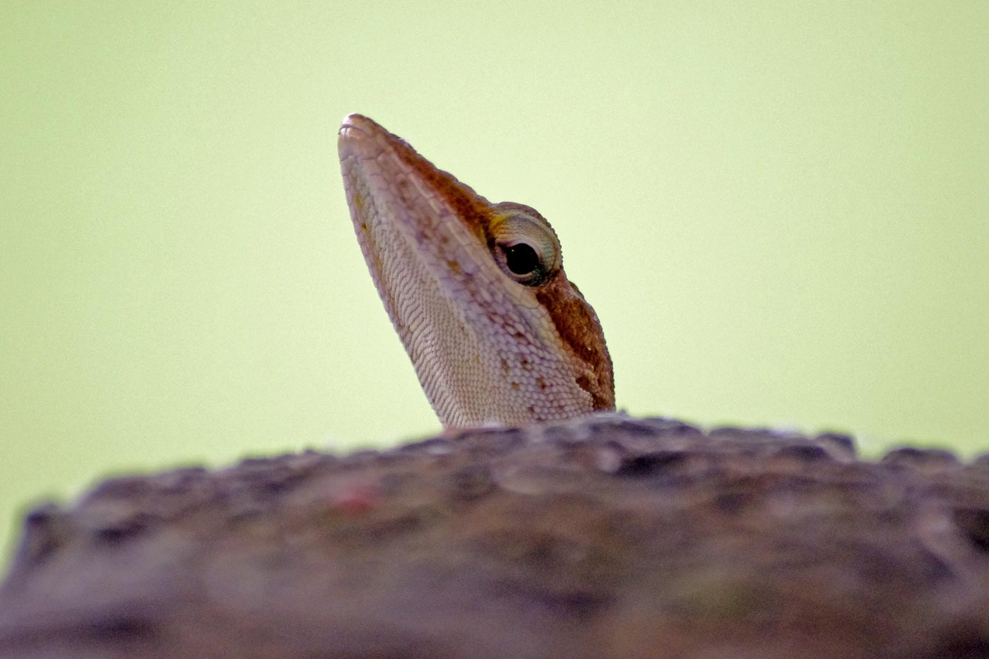 Curious lizard