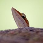 Curious lizard