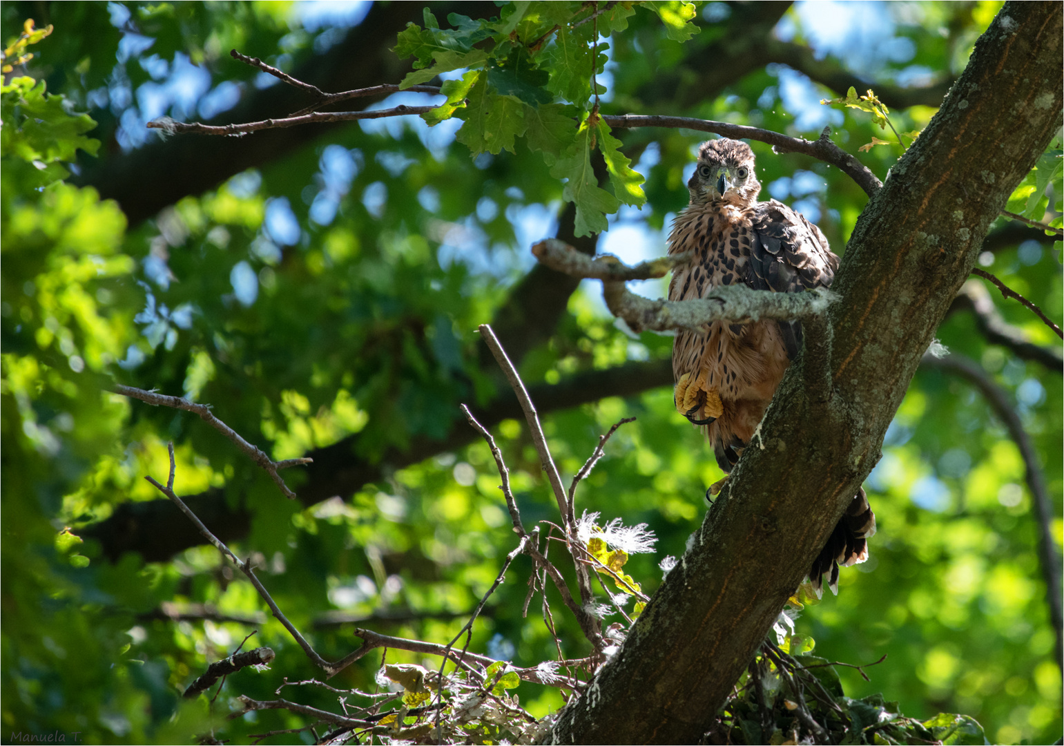 Curious looks the young Goshawk  down to me