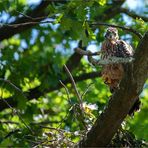 Curious looks the young Goshawk  down to me