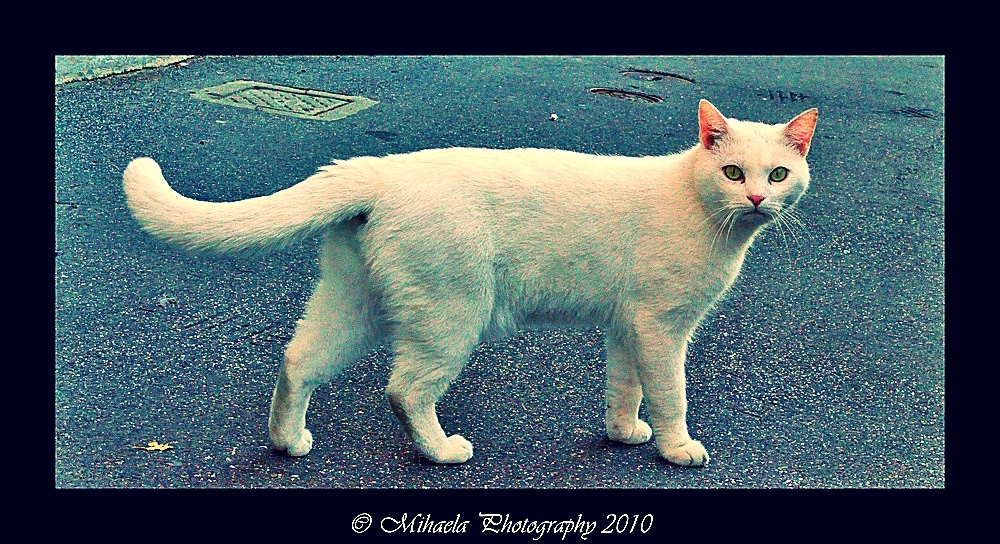 Curious © Mihaela Photography 2010