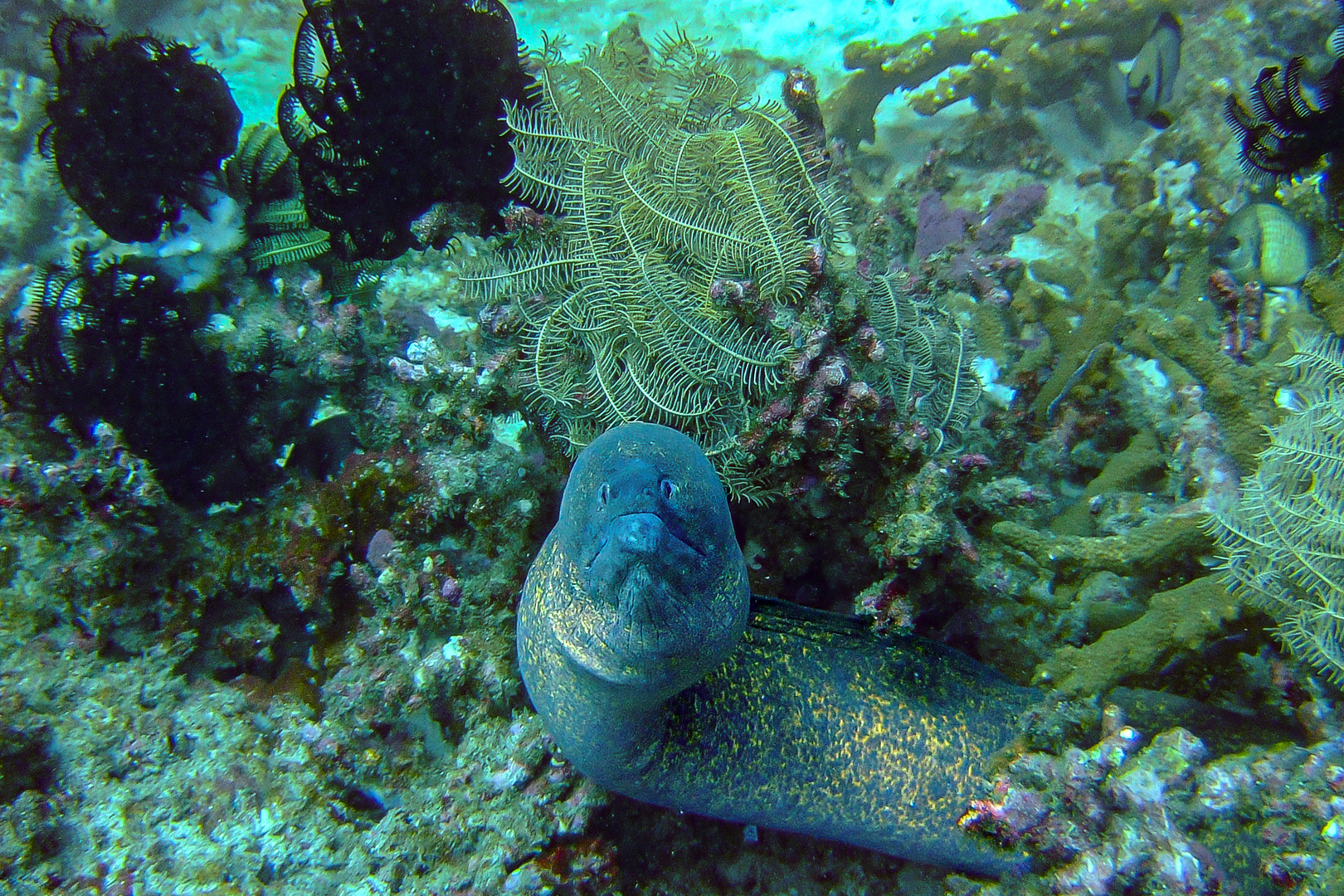 Curious Moray eel looking out the cave