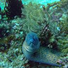 Curious Moray eel looking out the cave