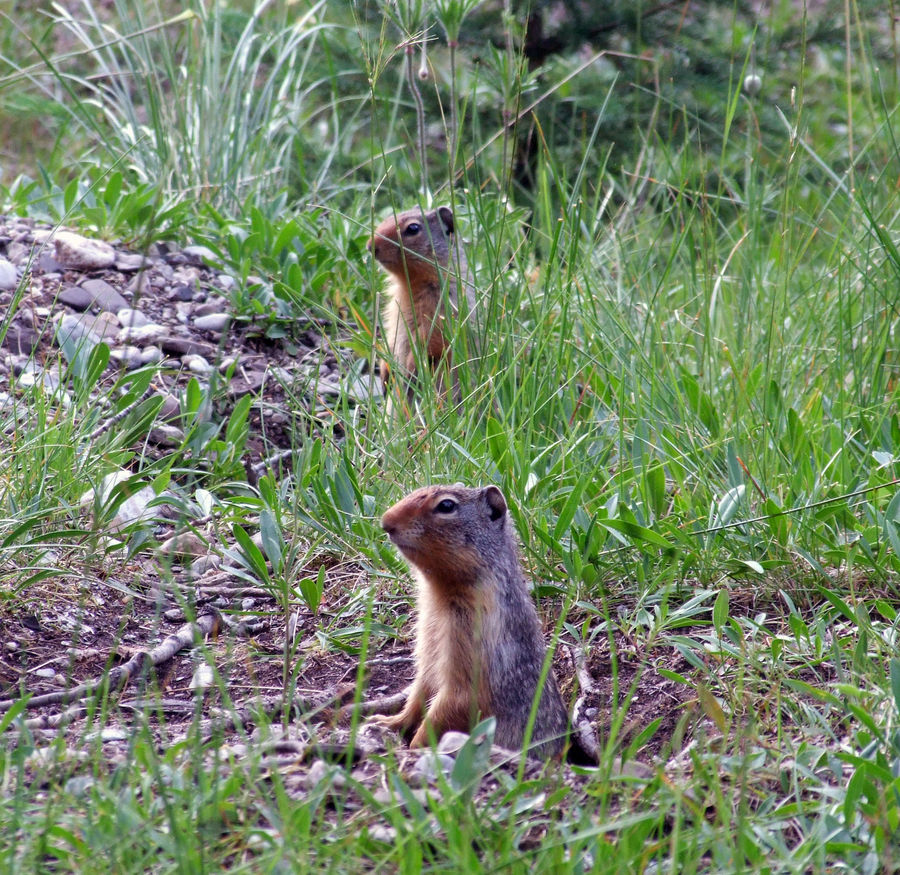 curious neighbourhood