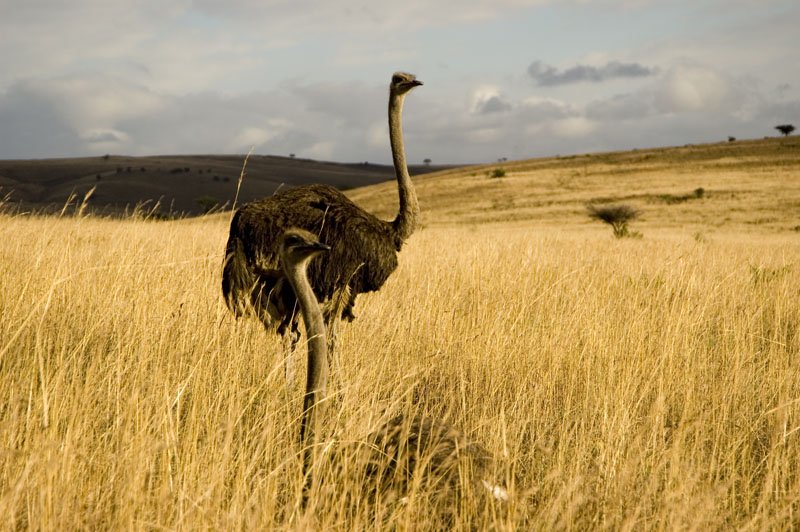 Curious Oustriches