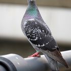 Curious pigeon