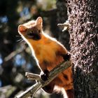 curious pine marten