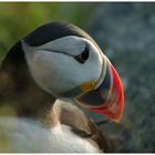 Curious Puffin