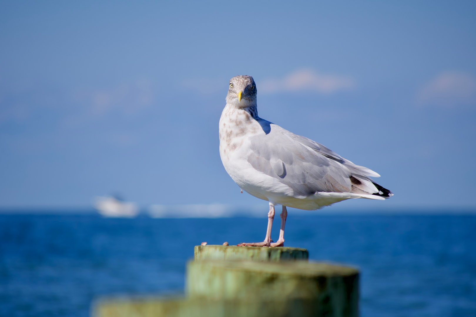 Curious Seagul