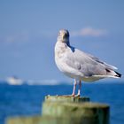 Curious Seagul