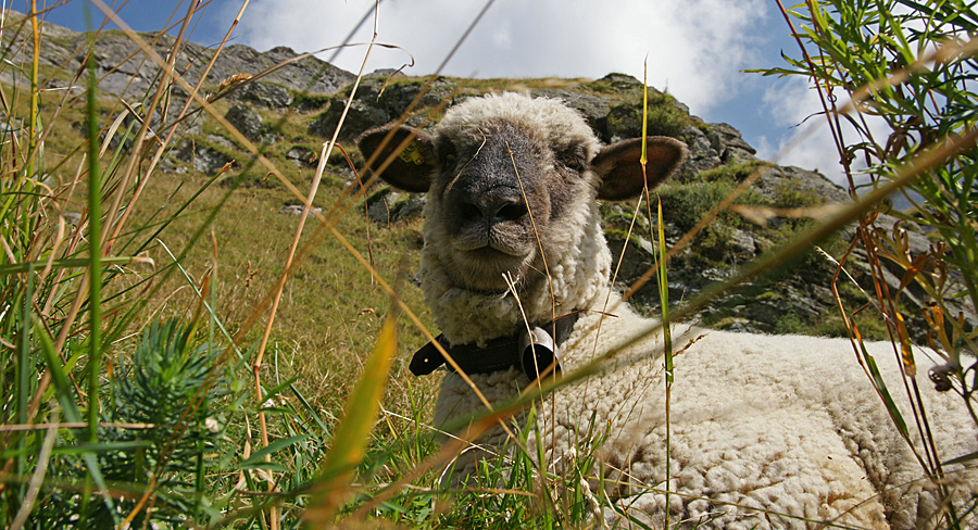 Curious sheep... (Bäregg, CH)