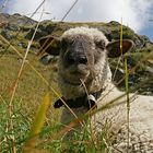 Curious sheep... (Bäregg, CH)