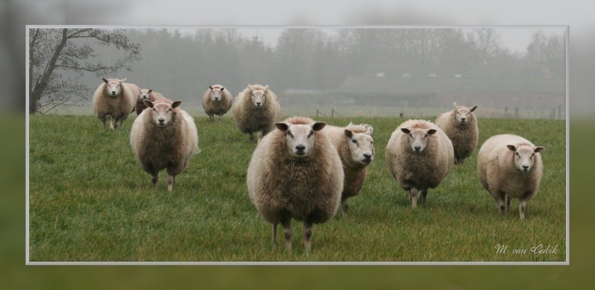 Curious sheeps