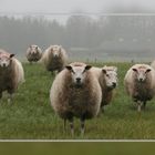 Curious sheeps