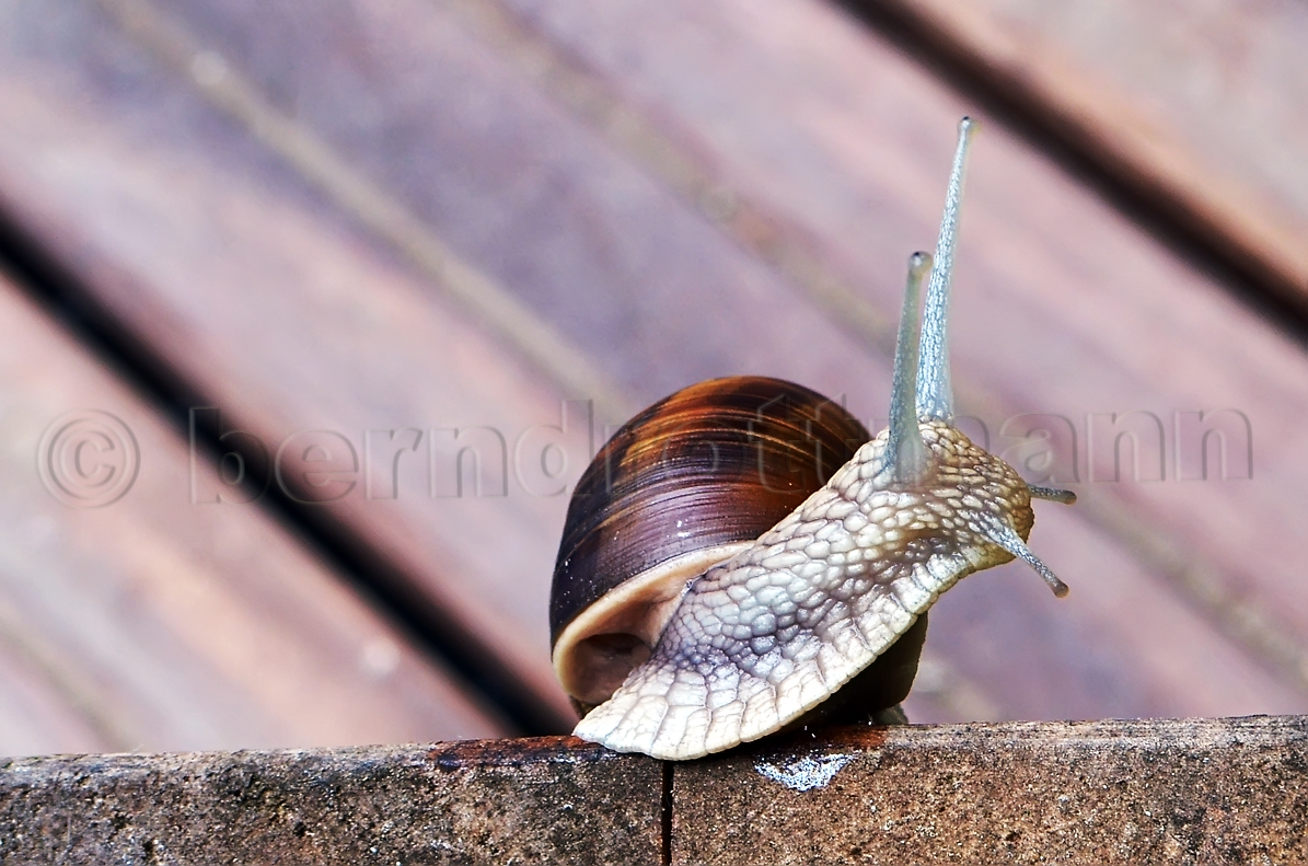 curious snail