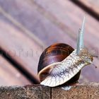 curious snail