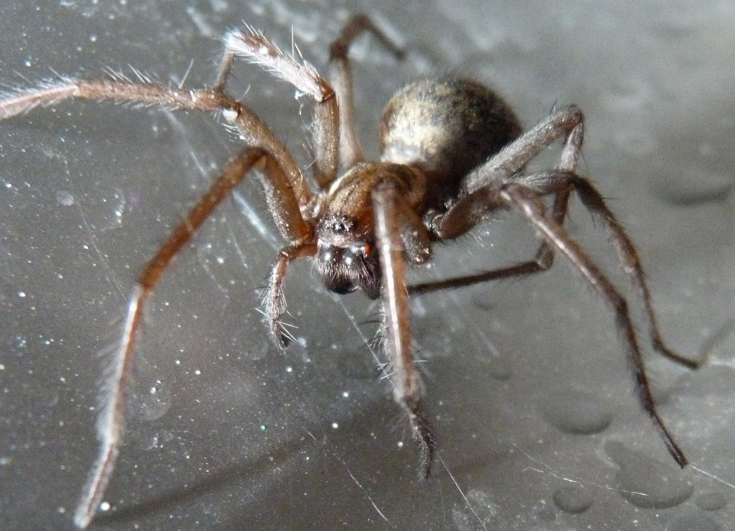 curious spider in my kitchen