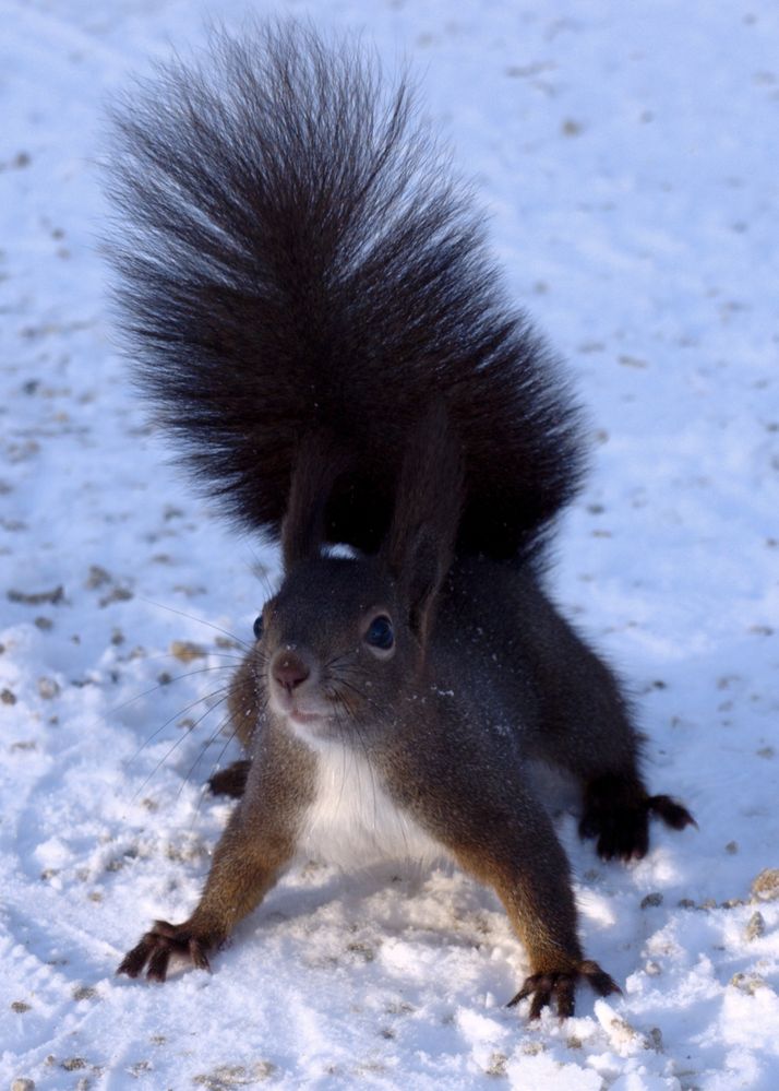 Curious Squirrel by Secallen 