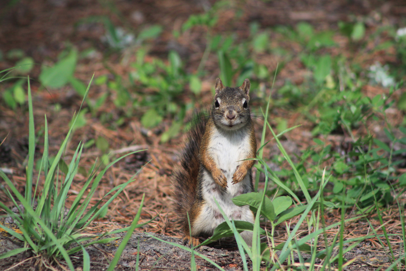 Curious squirrel