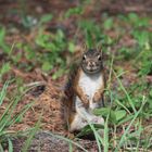 Curious squirrel