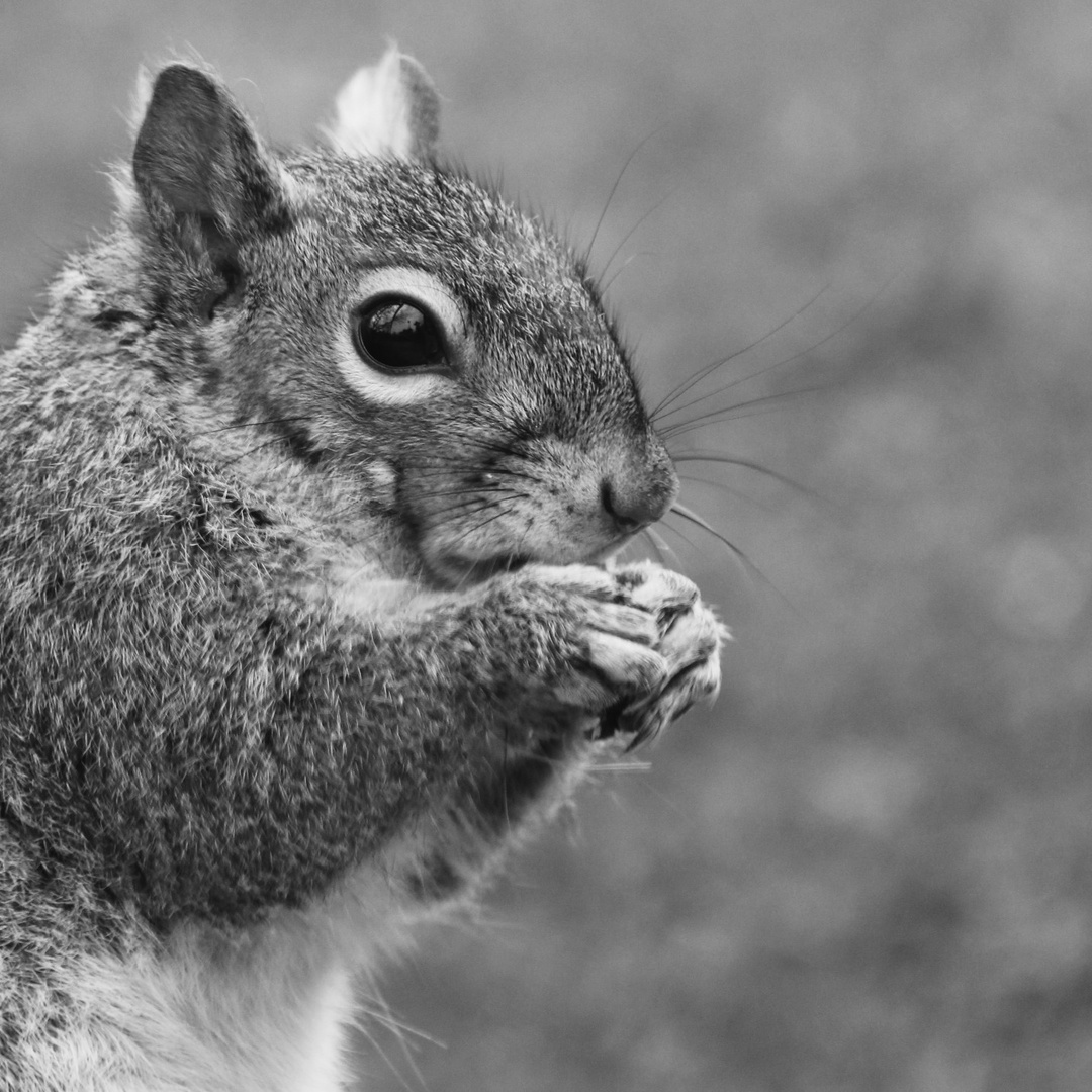 curious squirrel