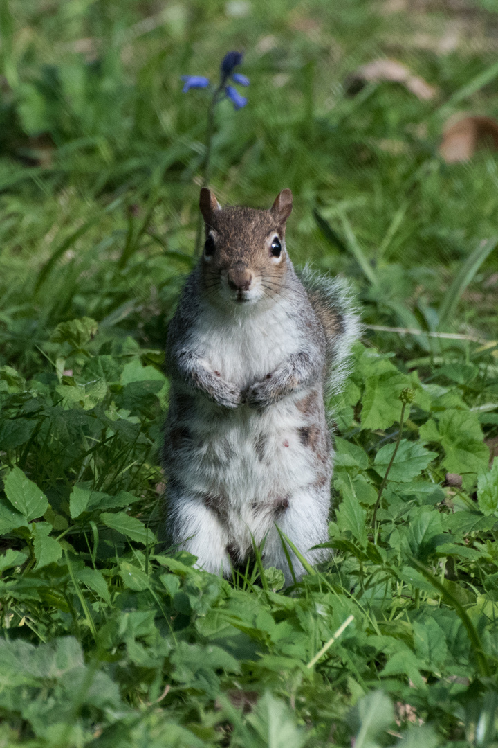 Curious Squirrel