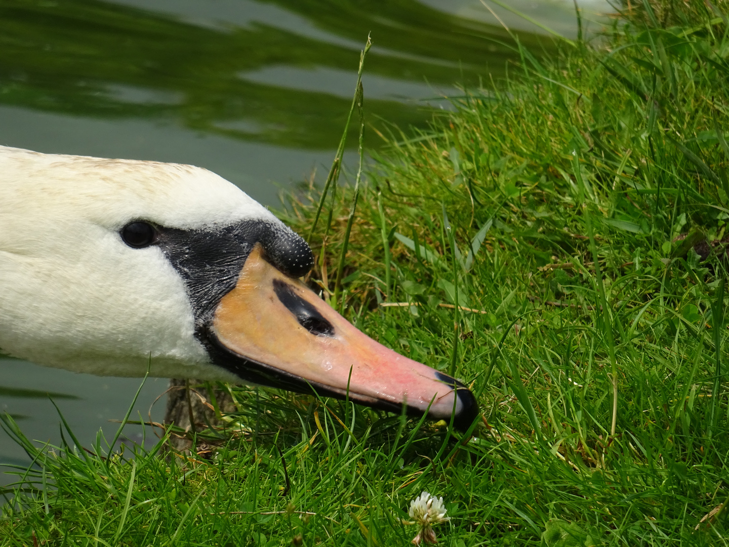 Curious Swan
