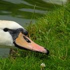 Curious Swan