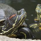 Curious turtles