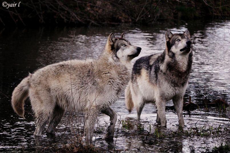 curious wolves