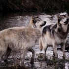 curious wolves