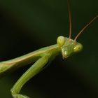 curious young mantis
