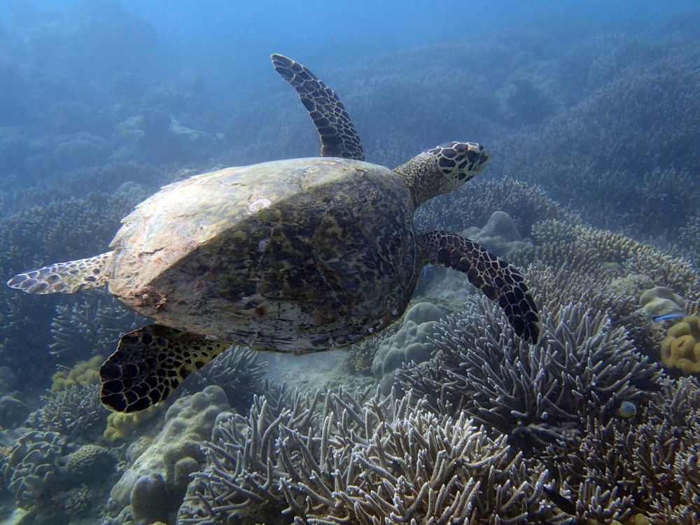 Curiouse Hawksbill