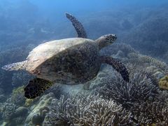 Curiouse Hawksbill