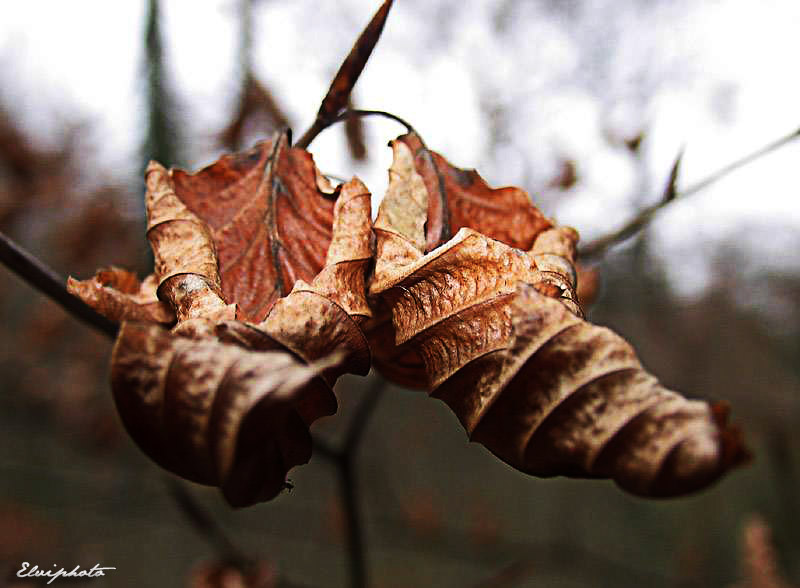  curled leaves