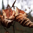  curled leaves