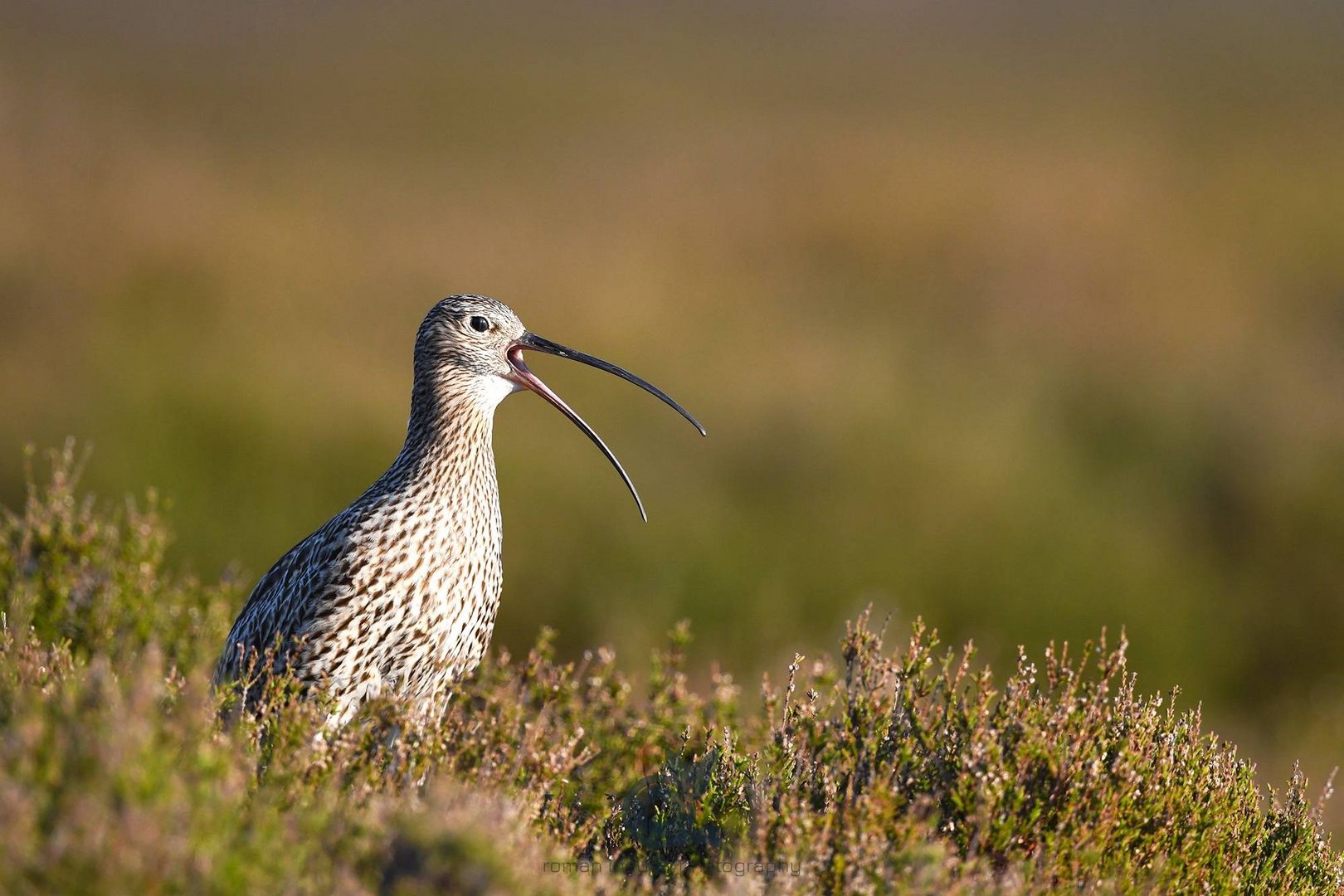 Curlew