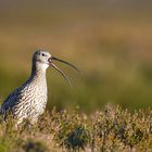 Curlew