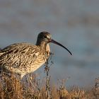 Curlew