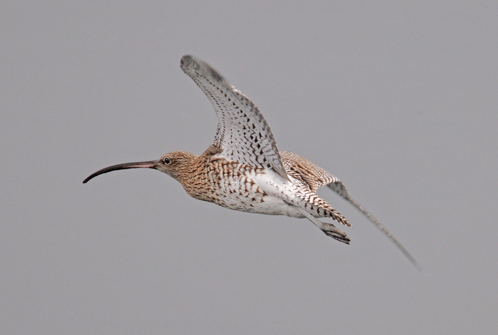 CURLEW IN FLIGHT