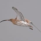 CURLEW IN FLIGHT