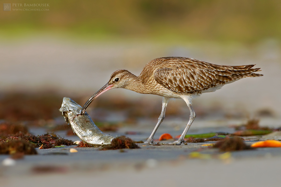 Curlew with dead fish
