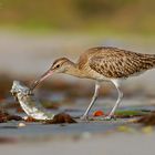 Curlew with dead fish