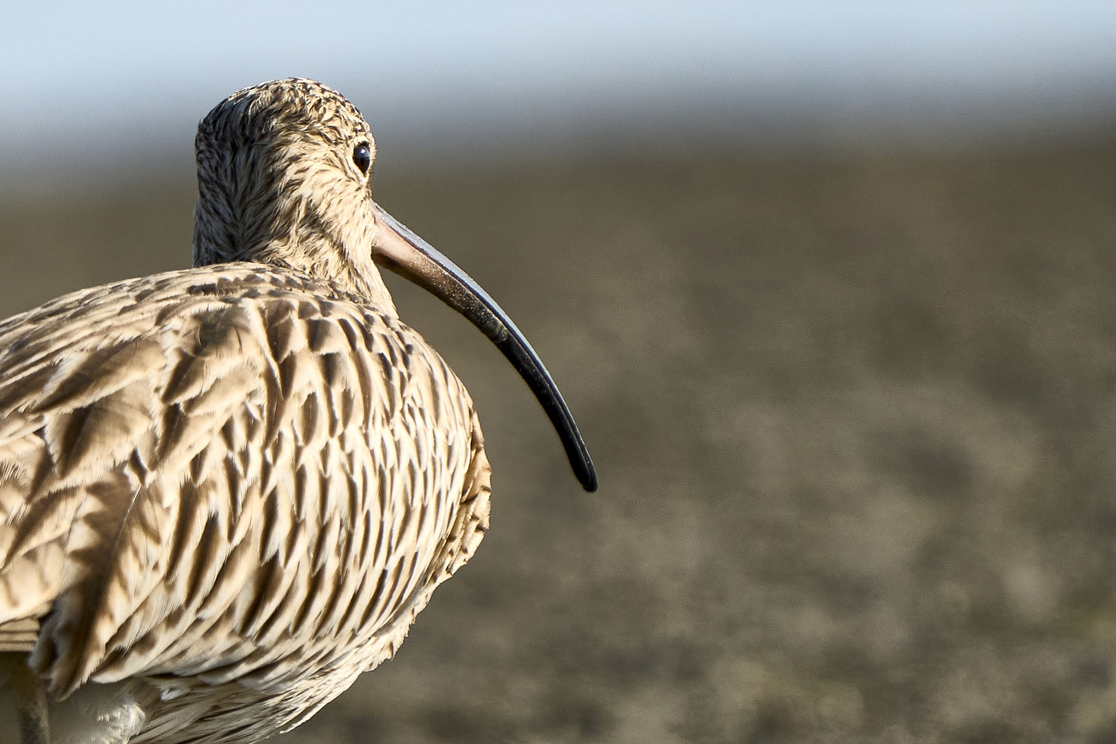 Curlews