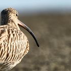 Curlews