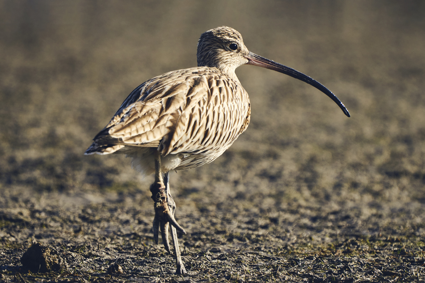 Curlews