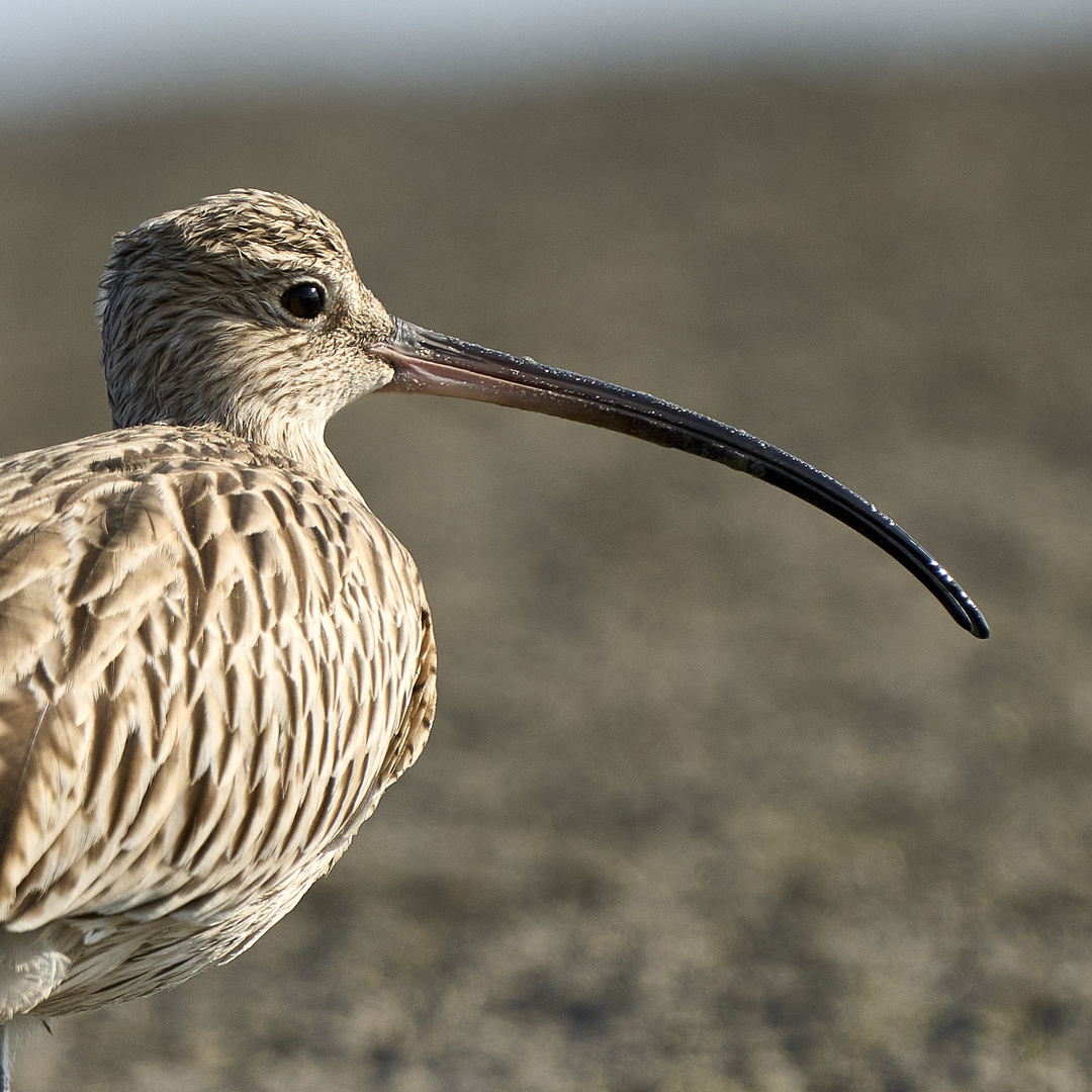 Curlews