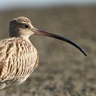 Curlews